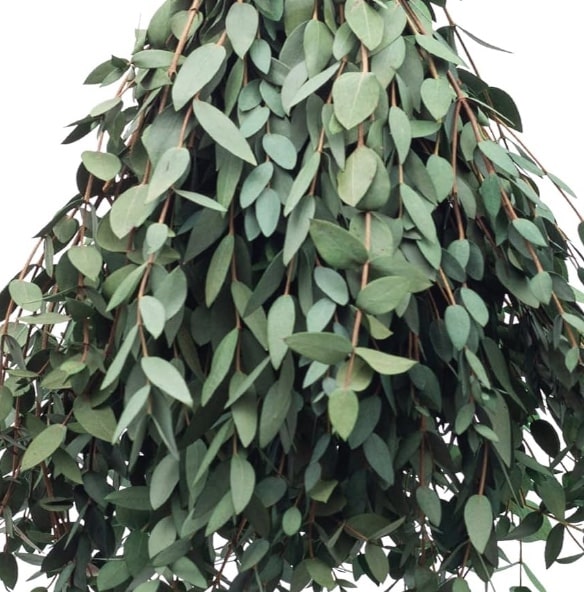 A lush bundle of eucalyptus leaves hangs gracefully, showcasing their distinct oval shape and muted green color. Interspersed with a hint of pumpkin with flowers DIY magic, the leaves overlap each other, creating a dense, cascading appearance.